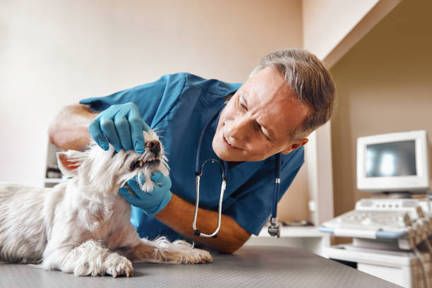 Best Emergency Care for Gum Disease in Westfield, WI
